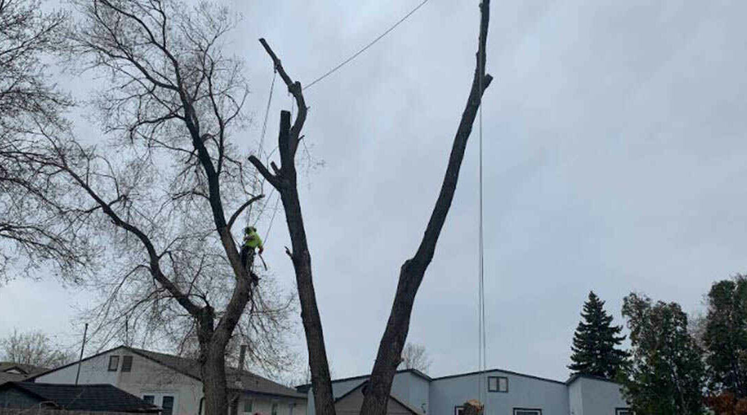 What Are Bad Bugs for Trees in Winnipeg, MB?