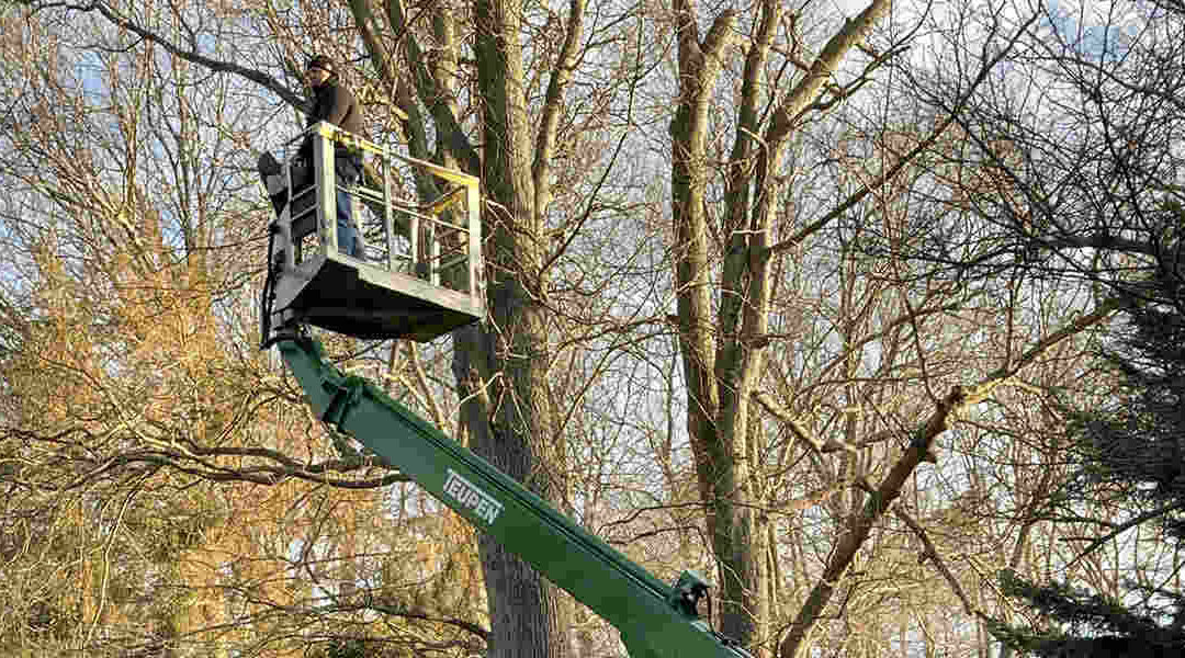Top 5 Benefits of Opting for Crane Tree Removal