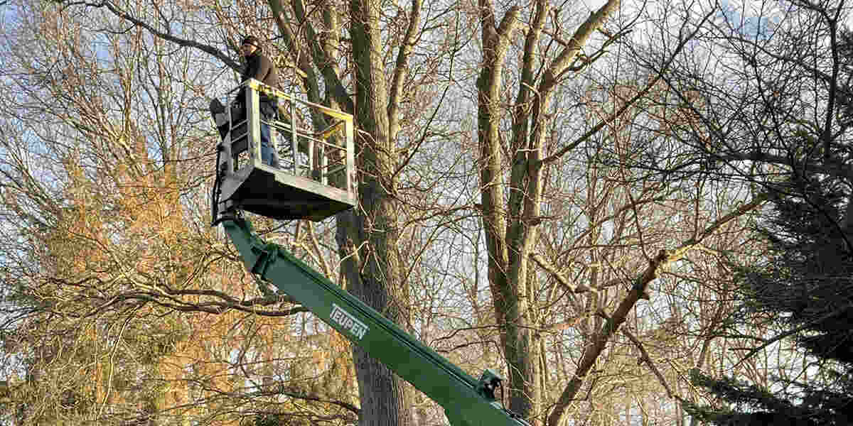 crane tree removal