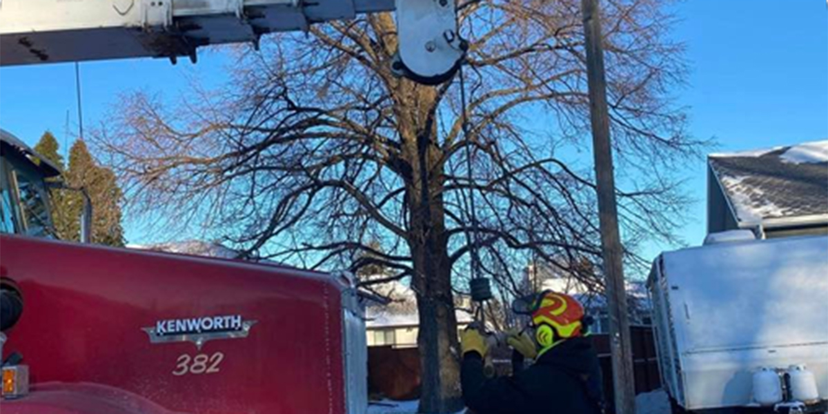 How to Know if a Tree Is Dead or Dying 3 Telltale Signs