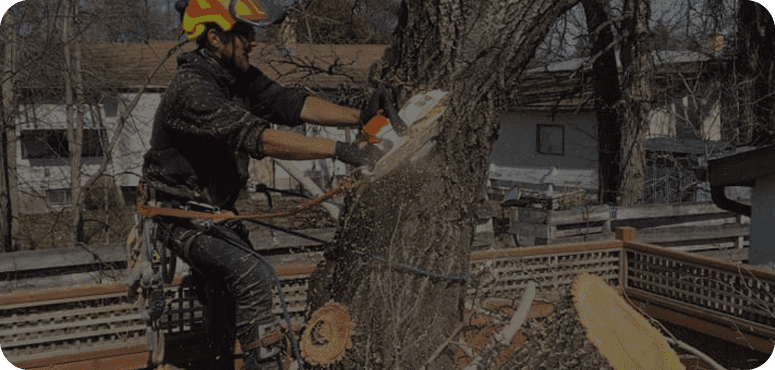 How to Get a Tree Removal Permit in Winnipeg: A Brief Guide