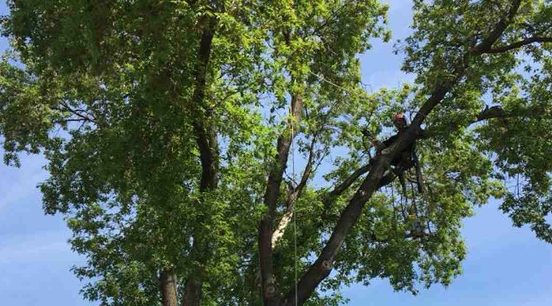 What Is Dutch Elm Disease in Trees?